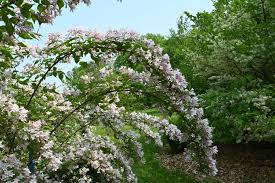 Image result for Kolkwitzia amabilis