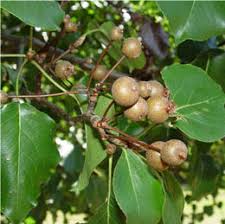 In no time at all, you'll be harvesting sweet pie cherries, apples, peaches, plums and pears. Stop The Spread Of Invasive Callery Pear Tree Hybrids Columbia Parks And Recreation