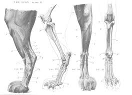 Skelton chart asli aetherair co. Cat Leg Anatomy Anatomy Drawing Diagram