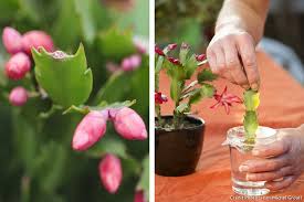 Probablement l'un des cactus les plus distribués dans le commerce ! Cactus De Noel 3 Etapes Simples Pour Le Faire Refleurir Detente Jardin