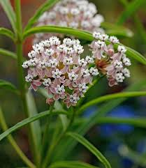 Image result for Asclepias albens