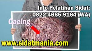Pembuatan Pakan Ikan Sidat Praktek Pelatihan Ikan Sidat Angkatan 16 Www Sidatmania Com Youtube