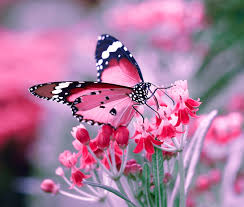 3,000+ hd flower wallpapers to download related images: Butterfly Drinking Nectar On Pink Flowers Hd Picture Free Download