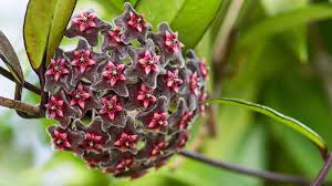 Image result for hoya plant flower