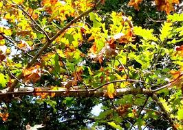 Maybe you would like to learn more about one of these? Ball Moss And Oak Wilt Which One Is Deadly