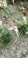 Image result for Rhynchospora gracillima