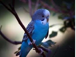 muhabbet kuslari ღ ๑ஐ๑ sirin hayvanlar ღ ๑ஐ๑ facebook