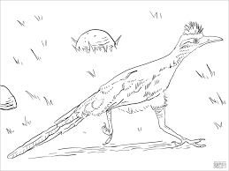 Keep your kids busy doing something fun and creative by printing out free coloring pages. Roadrunner Coloring Page For Kids Coloringbay