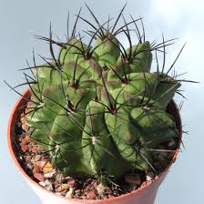 Image result for Eriosema verdickii