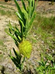 Image result for Gomphocarpus fruticosus