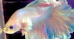 Feather Tail Halfmoon Platinum White Betta Fish W Rainbow Accents Blue Eyes Betta Fish Betta Rainbow Accents