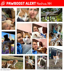 For your dog, find everything from dog tags and collars. Please Spread The Nashua Nh Lost Dogs Cats Pets Facebook