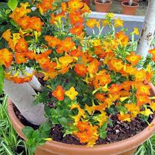 Image result for Streptosolen