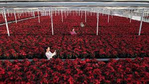 Stirile saptamanii pentru afaceri cu flori. Culturi De Flori