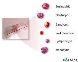 Complete Blood Count Cbc Differential Platelets