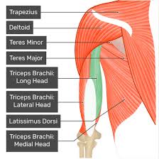 Broadly considered, human muscle—like the muscles of all vertebrates—is often divided into striated muscle, smooth. Triceps Brachii Muscle Long Head