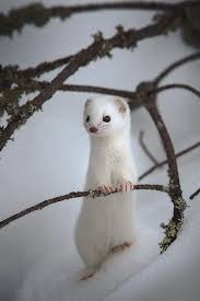 Weasel In Winter Finland In 2020 Tiere Susseste Haustiere Niedliche Tierbilder