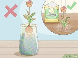Maybe you would like to learn more about one of these? How To Force Tulip Bulbs In Water 11 Steps With Pictures