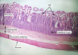 Small Intestine Histology Labeled Human Anatomy And Physiology Histology Slides Medical School Motivation