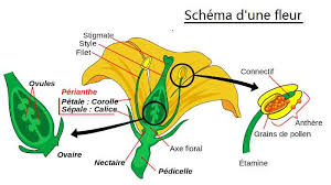 La paille et le foin.) les quantits donnes sont pour: Difference Entre Foin Et Paille