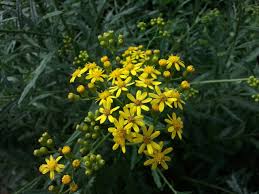 Image result for Senecio polyanthemoides