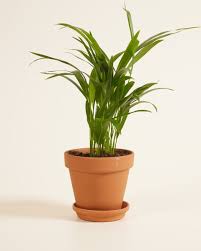 Image result for Dypsis