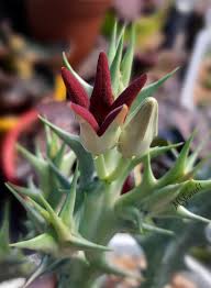 Image result for Orbea umbracula