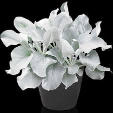 Place pebbles at the bottom of the pot to increase the rate of water drainage. Senecio Candidans Angel Wings Senaw Pp28 830 At San Marcos Growers