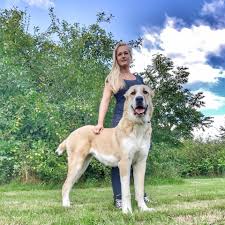 Some examples of dogs that can kill wolves are the kangal, the alabai, and the irish wolfhound. Alabai Germany Home Facebook