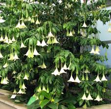 Image result for Limosella grandiflora