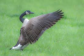 However, it is not impossible. Researchers Worry More About Geese Grazing Than Pooping The Provincetown Independent