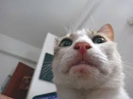 16 Hilarious Pictures Of Cats Making Weird Faces We Love Cat And Kittens Funny Looking Cats Cat Selfie Cats And Kittens