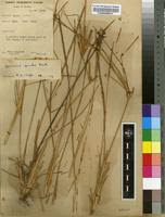 Image result for Sporobolus spicatus