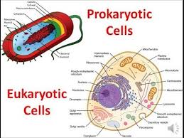 We did not find results for: 2014 Kayla Johnson What Is The Difference Between Prokaryotic And Eukaryotic Cells Biology Cell En Eukaryotic Life Nuclear Nucleus Prokaryotic Science Glogster Edu Interactive Multimedia Posters