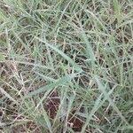 Image result for Urochloa leersioides