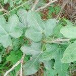 Image result for Coccinia adoensis