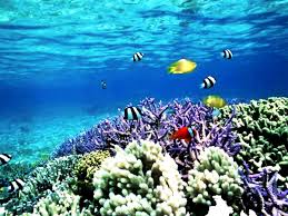 Colorful corals and fishes in ocean. Ocean Life Reef Coral Reef Wallpaper Best Free Download Pics