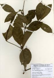 Image result for Rothmannia whitfieldii