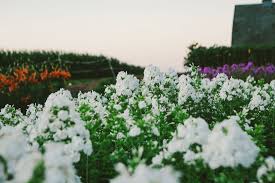 Hours may change under current circumstances Rustic Designs Flower Farm Home