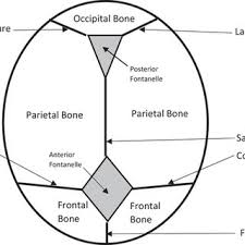 Image result for Manual Rotation in Occipitoposterior Presentation