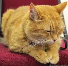 Ein Sehr Schlafriger James Bowens Bob The Cat Flickr Photo Sharing Bowens Catquot Ein Flickr Ja Street Cat Bob Orange Tabby Cats Cats And Kittens