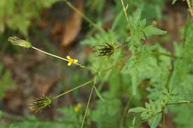 Image result for Bidens bipinnata