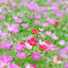ポーチュラカの花畑 ピンクや赤がメインの花畑で赤い子にスポットを当ててみました 撮影日 2019 8 25 福井 ゆりの里公園にて ポーチュラカ 花畑 ピンク