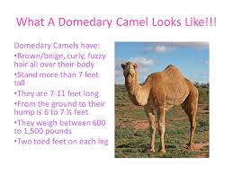 It's not just an anatomical oddity but a brilliant bit sweating means losing moisture, something you want to avoid at all costs if, like most camels, you camels do sweat a little. Some Have One Hump Others Have Two Ppt Video Online Download