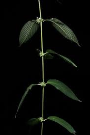 Image result for Sabicea venosa