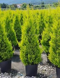 Die größte auswahl jetzt online. Shop 360 Garden Cupressus Macrocarpa Cupressus Golden Goldcrest Cypress Tree Golden Monterey Cypress Ornamental Plant Seeds Pack Of 30 Seeds Seed Price In India Buy Shop 360 Garden Cupressus Macrocarpa