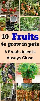 Sitemap Weekend Gardener Fruit Garden Growing Vegetables Fruits To Grow In Pots