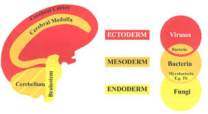 Excerpts From Summary Of The New Medicine By Dr R G Hamer