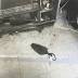 Jersey City school with rodents to be cleaned after visit from Health ...