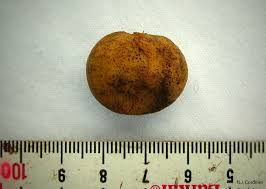 Image result for Drypetes gerrardii